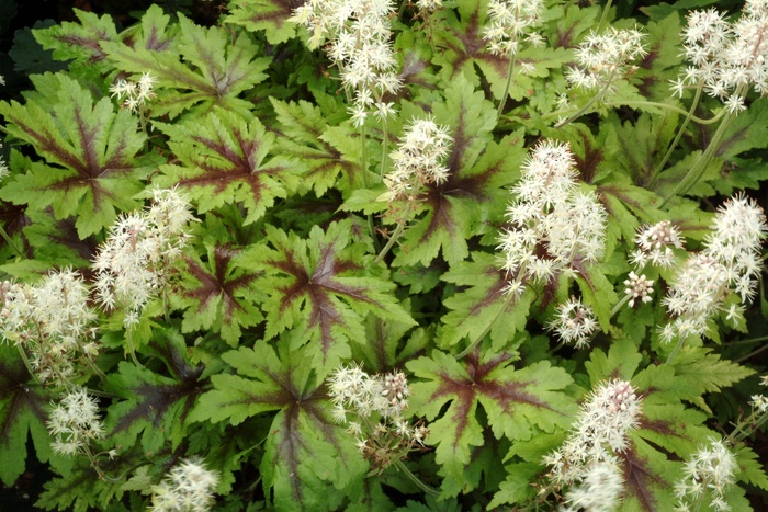 ''Sugar and Spice'' Foamflower - Tiarella cordifolia from Milmont Greenhouses