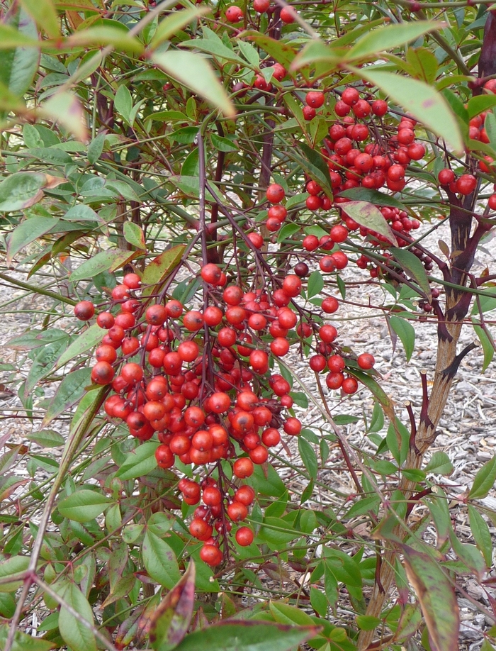 Heavenly Bamboo - Nandina domestica from Milmont Greenhouses