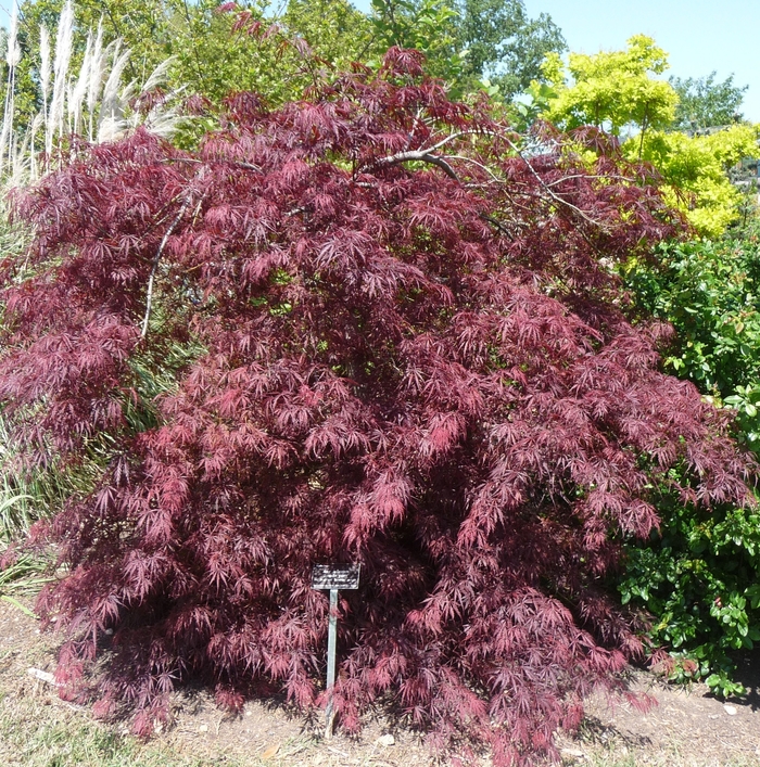 'Tamukeyama' Japanese Maple - Acer palmatum var. dissectum from Milmont Greenhouses