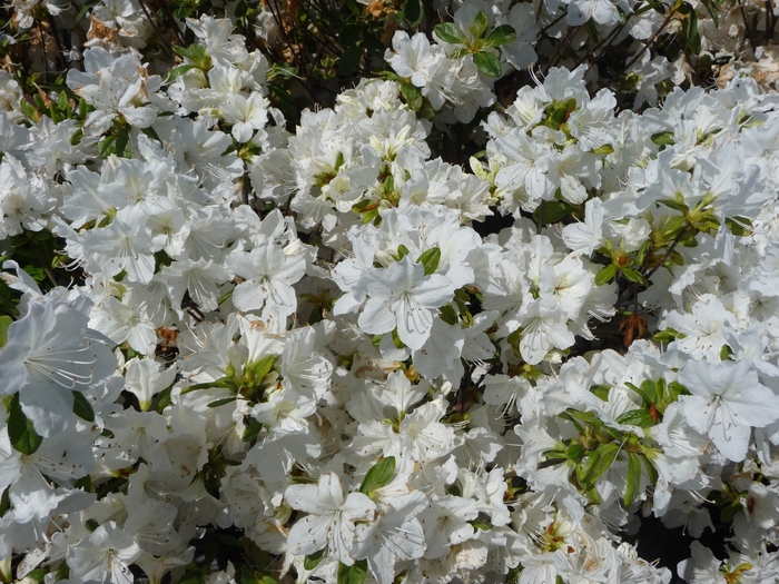 'Delaware Valley White' Azalea - Rhododendron Glenn Dale hybrid from Milmont Greenhouses