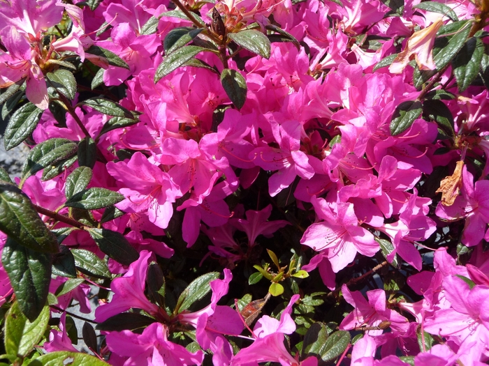 Encore&reg; 'Autumn Amethyst&reg;' - Rhododendron (Azalea) from Milmont Greenhouses