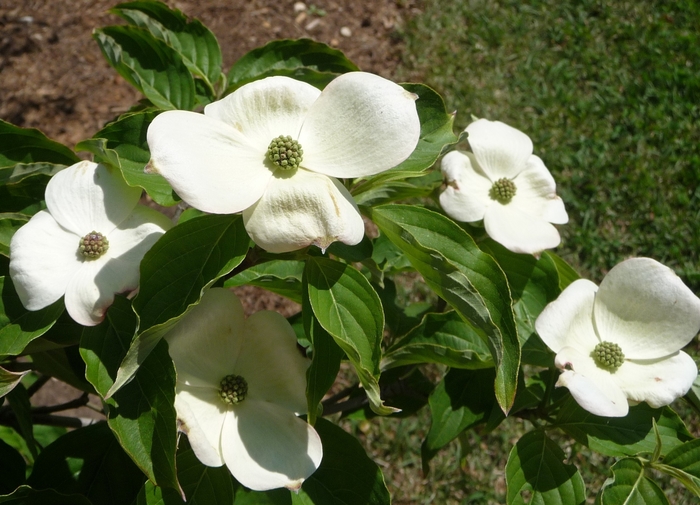 Chinese Dogwood or Kousa Dogwood - Cornus kousa from Milmont Greenhouses