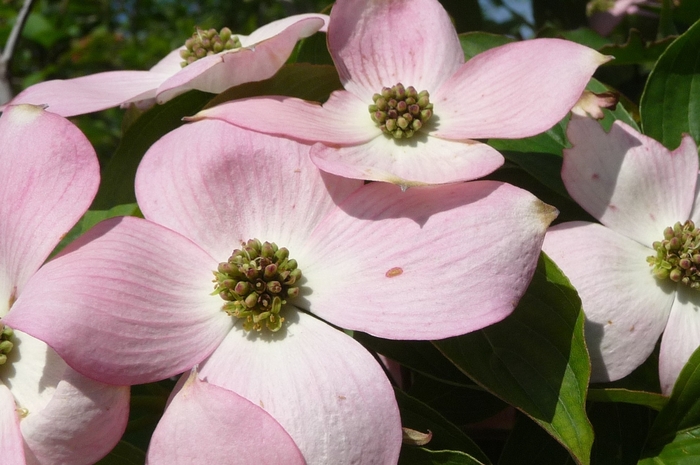'Stellar Pink®' Dogwood - Cornus from Milmont Greenhouses