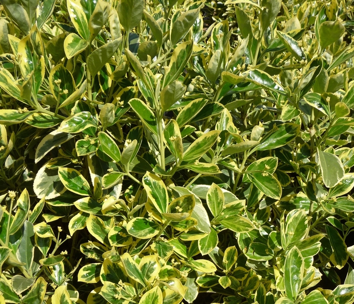 ''Silver King'' Japanese Euonymus - Euonymus japonicus from Milmont Greenhouses