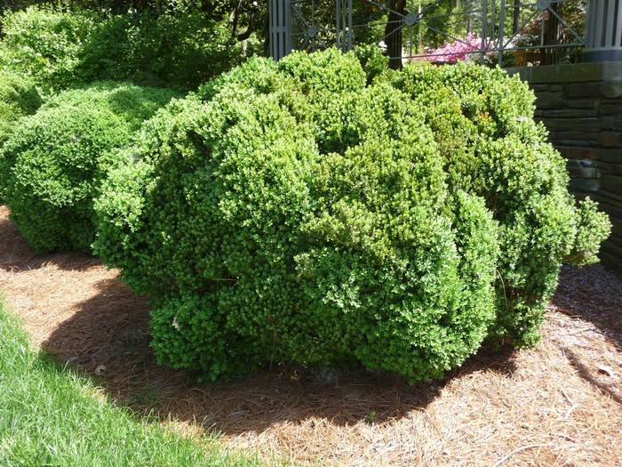 'Green Velvet' Boxwood - Buxus from Milmont Greenhouses