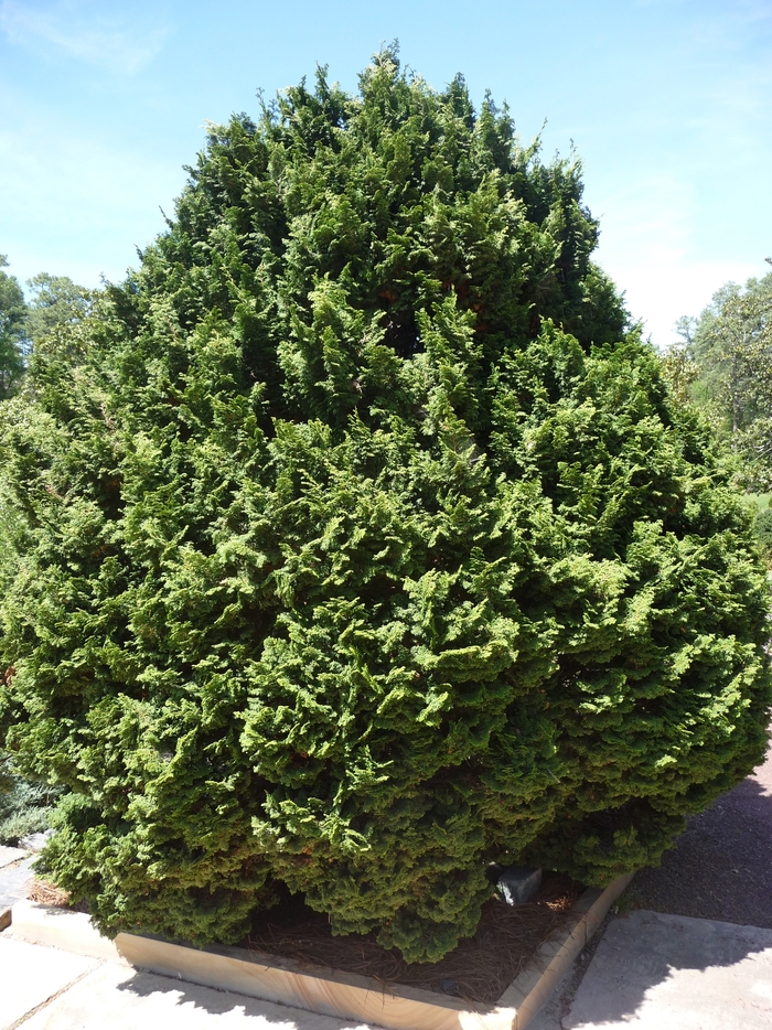 'Kosteri' Hinoki Falsecypress - Chamaecyparis obtusa from Milmont Greenhouses