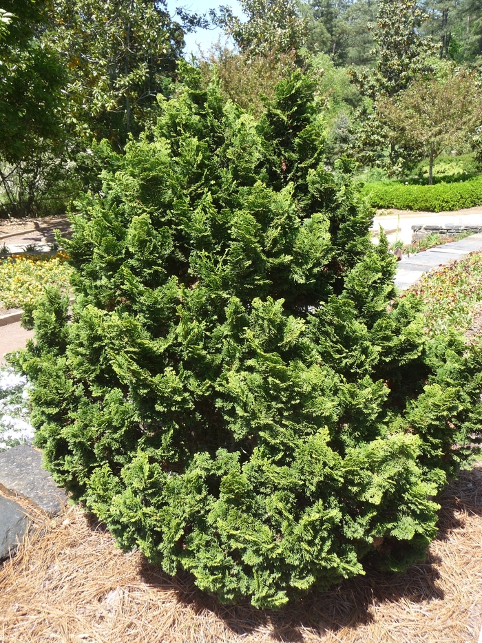 'Nana' Hinoki Falsecypress - Chamaecyparis obtusa from Milmont Greenhouses