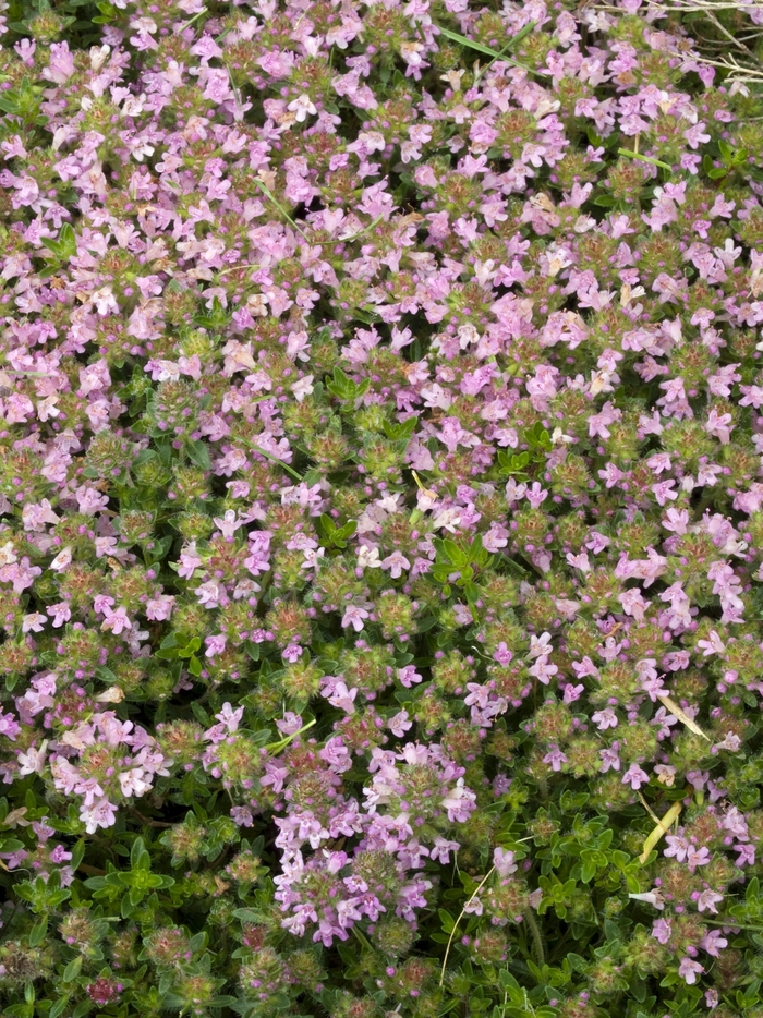 Magic Carpet Thyme - Thymus serpyllum 'Magic Carpet' (Thyme) from Milmont Greenhouses Magic Carpet Thyme - Thymus serpyllum 'Magic Carpet' (Thyme) from Milmont Greenhouses