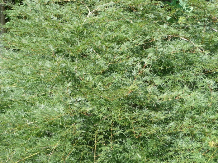 'Emerald Lace' Japanese Maple - Acer palmatum var. dissectum from Milmont Greenhouses