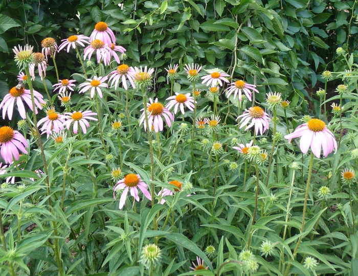 Purple Coneflower - Echinacea purpurea (Purple Coneflower) from Milmont Greenhouses