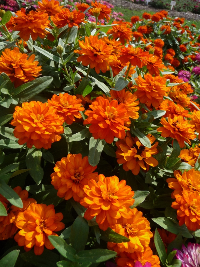 Profusion 'Fire' - Zinnia from Milmont Greenhouses