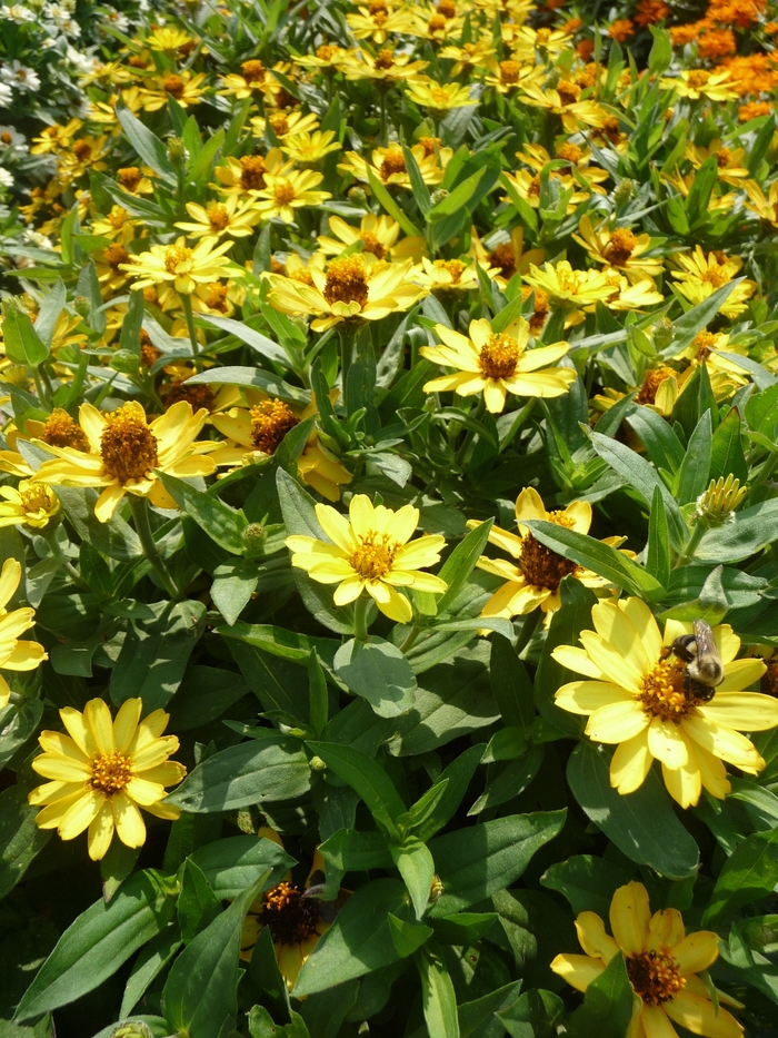 Profusion 'Yellow' - Zinnia from Milmont Greenhouses