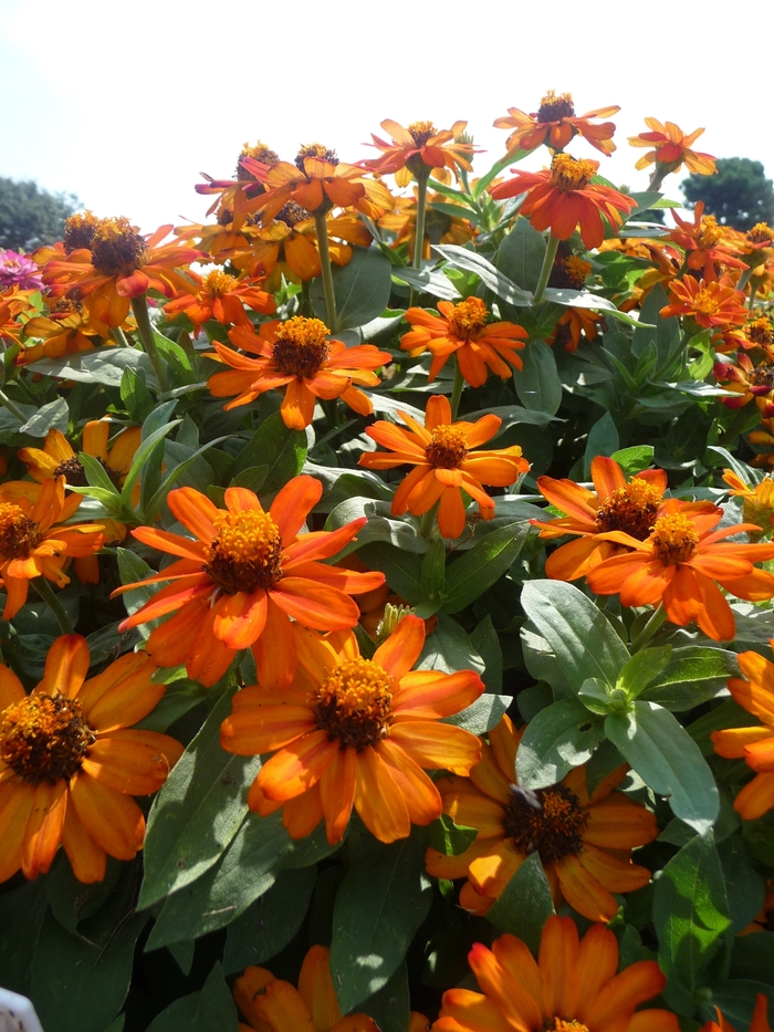 Zahara&reg; 'Fire' - Zinnia marylandica from Milmont Greenhouses