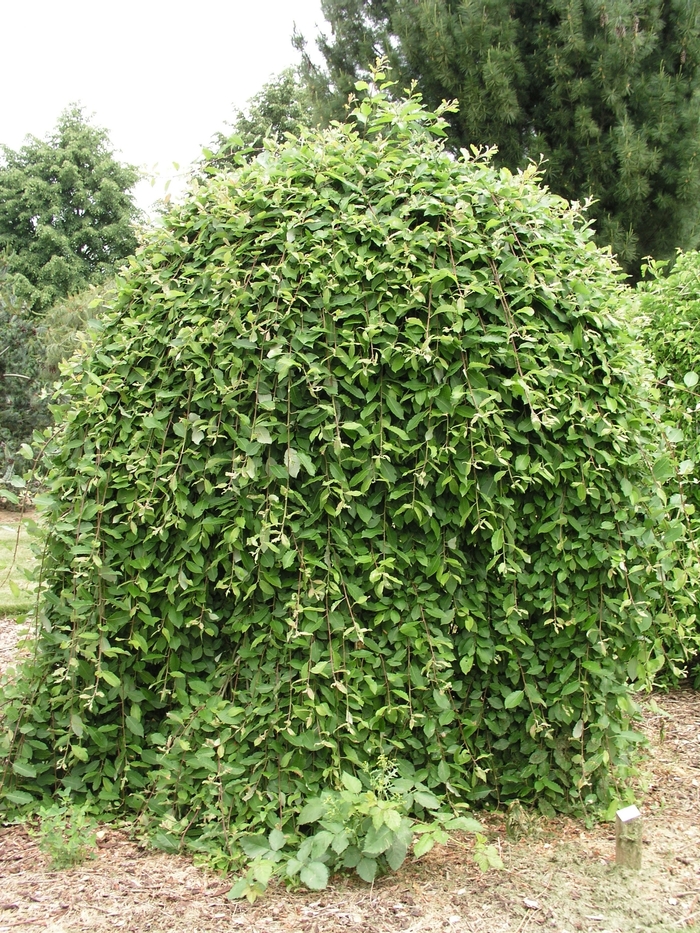 'Pendula' Weeping Pussy Willow - Salix caprea from Milmont Greenhouses