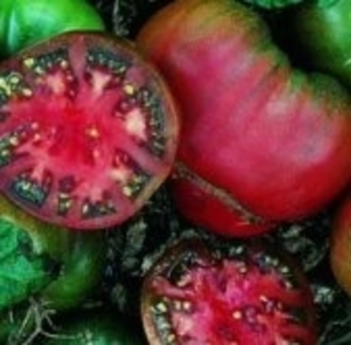 'Black Krim' Tomato - Lycopersicon esculentum from Milmont Greenhouses