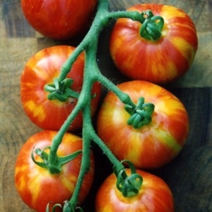 'Mr. Stripey' Heirloom Tomato - Lycopersicon esculentum from Milmont Greenhouses 'Mr. Stripey' Heirloom Tomato - Lycopersicon esculentum from Milmont Greenhouses