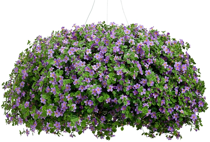 Snowstorm® ''Blue'' - Sutera cordata (Bacopa) from Milmont Greenhouses