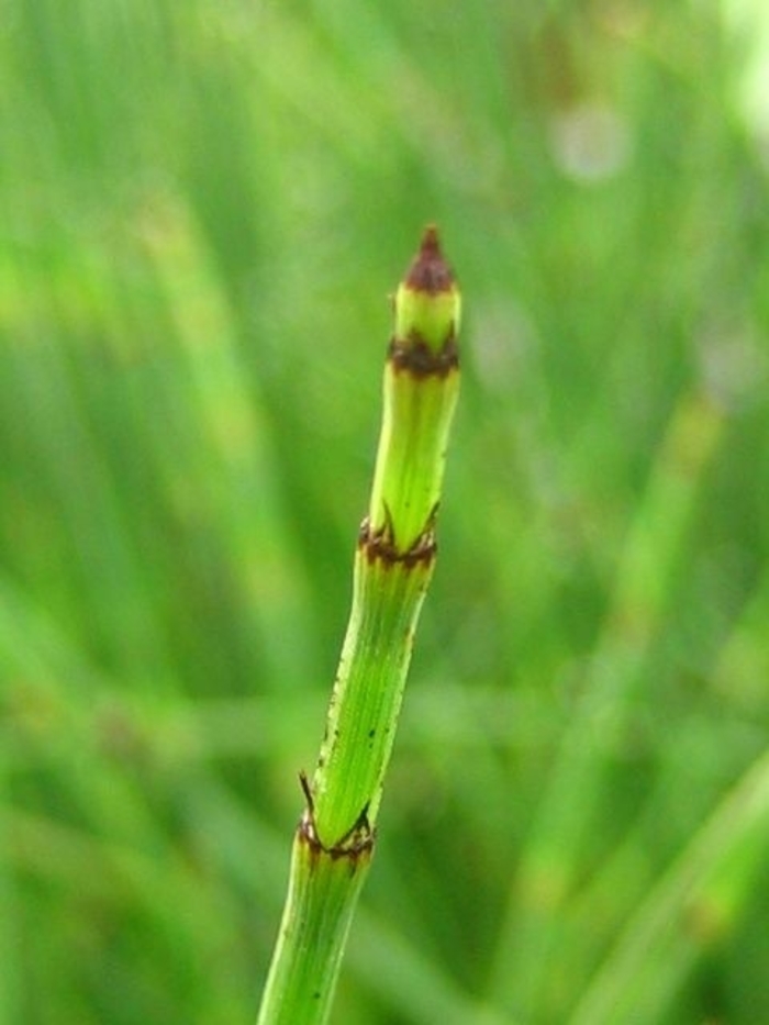 Scouring Rush - Equisetum hyemale from Milmont Greenhouses Scouring Rush - Equisetum hyemale from Milmont Greenhouses