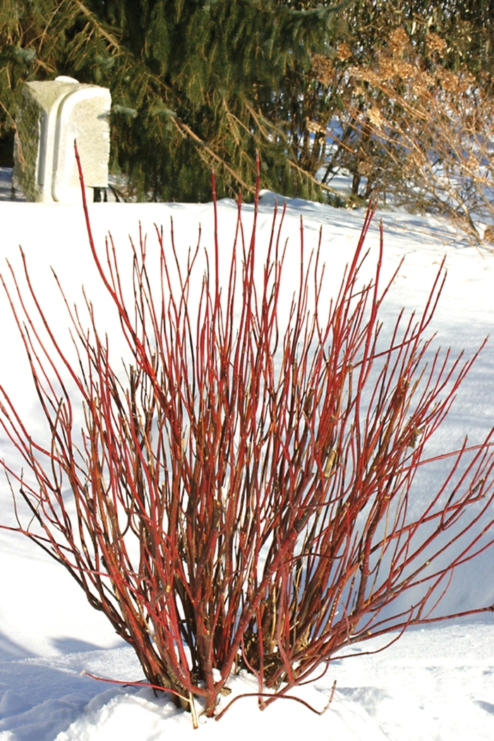 ''Arctic Fire® Red'' Red-Osier Dogwood - Cornus stolonifera from Milmont Greenhouses