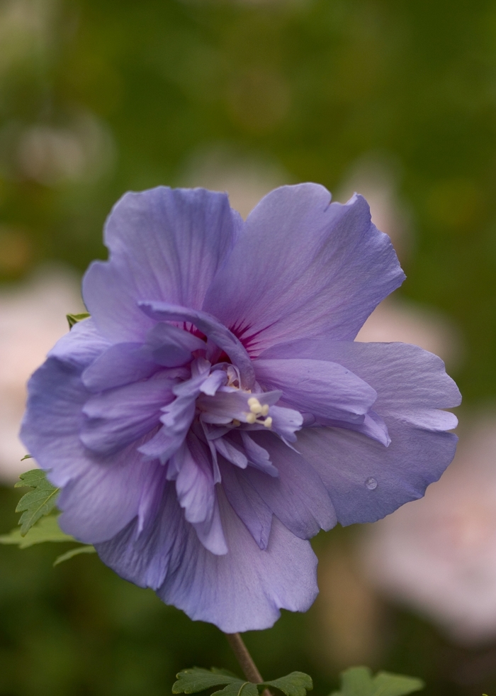 ''Blue Chiffon®'' Rose of Sharon - Hibiscus syriacus from Milmont Greenhouses ''Blue Chiffon®'' Rose of Sharon - Hibiscus syriacus from Milmont Greenhouses