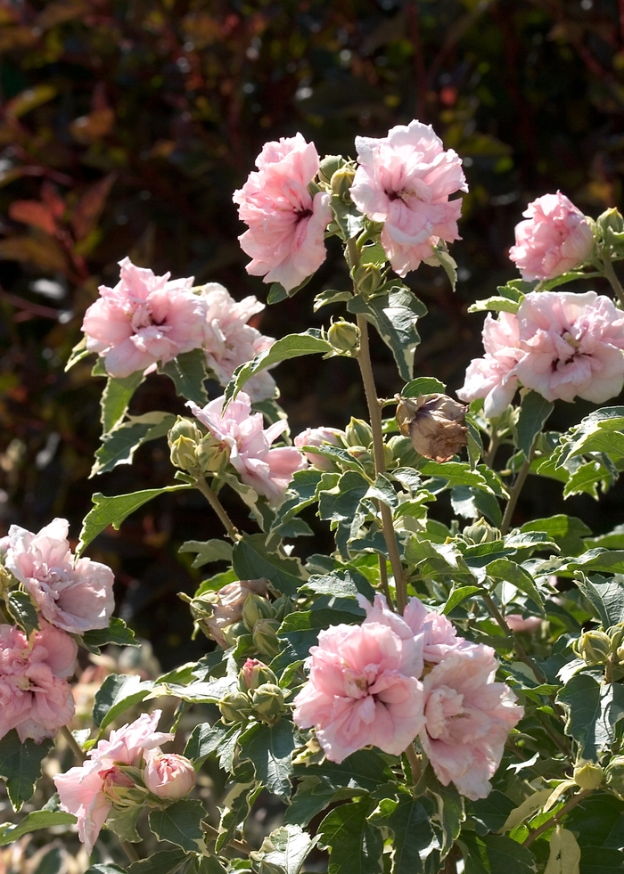'Sugar Tip®' Rose of Sharon - Hibiscus syriacus from Milmont Greenhouses