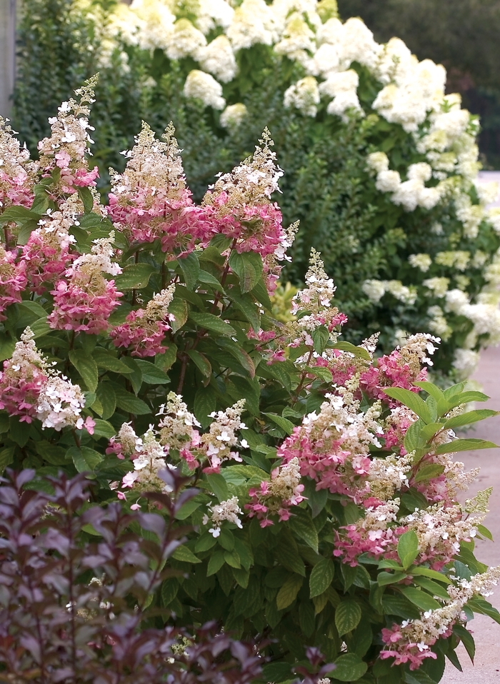 'Pinky Winky®' Panicle Hydrangea - Hydrangea paniculata from Milmont Greenhouses