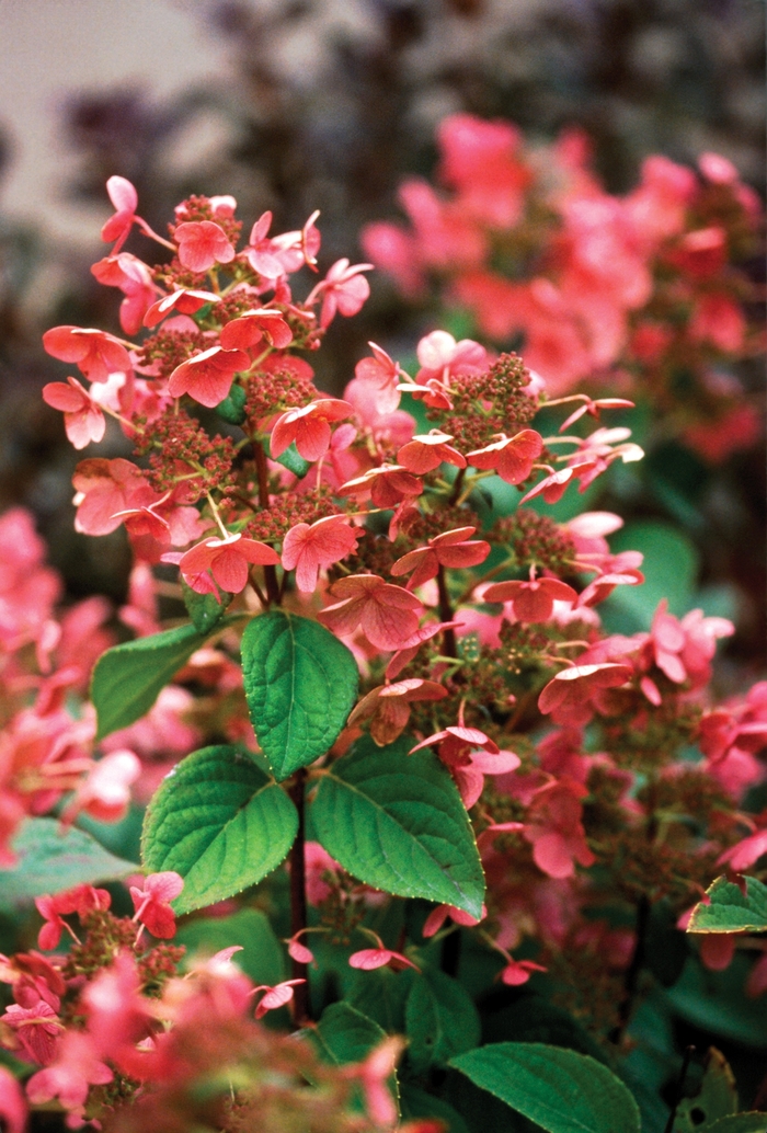 ''Quick Fire®'' Panicle Hydrangea - Hydrangea paniculata from Milmont Greenhouses