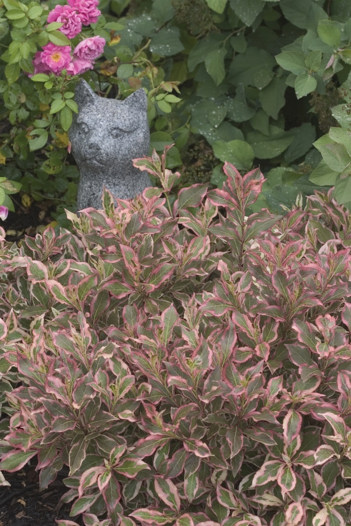 My Monet® - Weigela florida from Milmont Greenhouses My Monet® - Weigela florida from Milmont Greenhouses