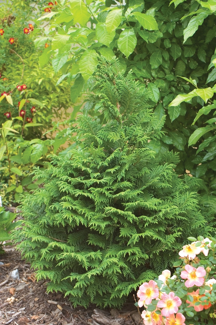 False Cypress - Chamaecyparis pisifera from Milmont Greenhouses False Cypress - Chamaecyparis pisifera from Milmont Greenhouses