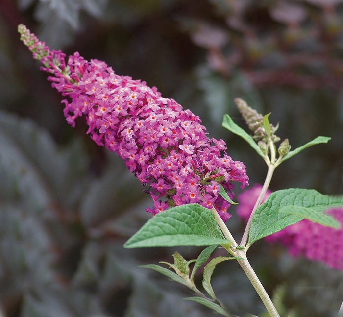 ''Miss Ruby'' Butterfly Bush - Buddleia from Milmont Greenhouses