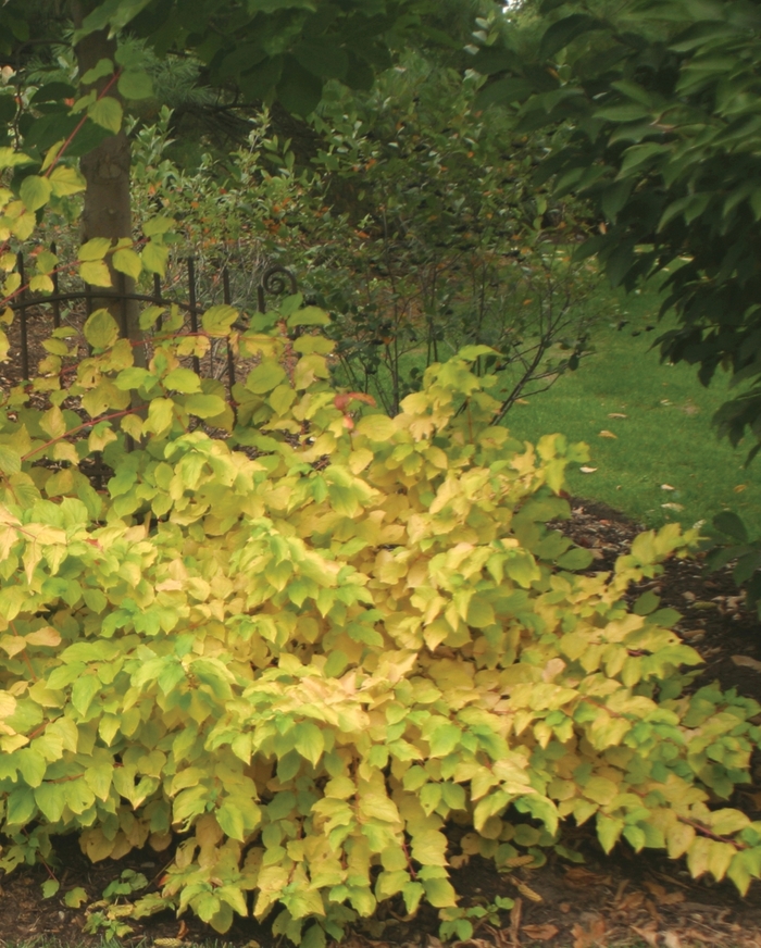 ''Arctic Fire® Red'' Red-Osier Dogwood - Cornus stolonifera from Milmont Greenhouses