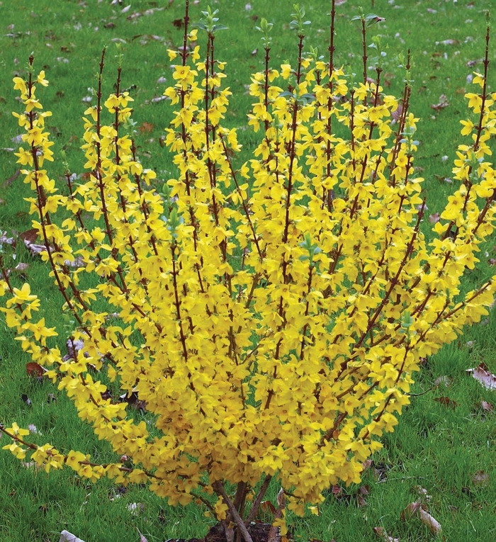 Show Off&reg; - Forsythia x intermedia from Milmont Greenhouses