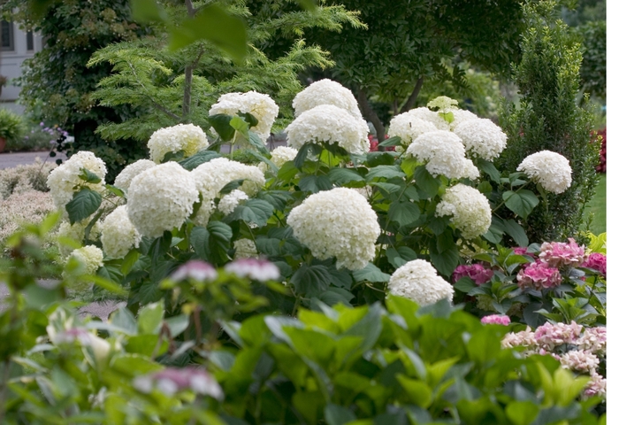 Incrediball® Smooth Hydrangea - Hydrangea arborescens from Milmont Greenhouses