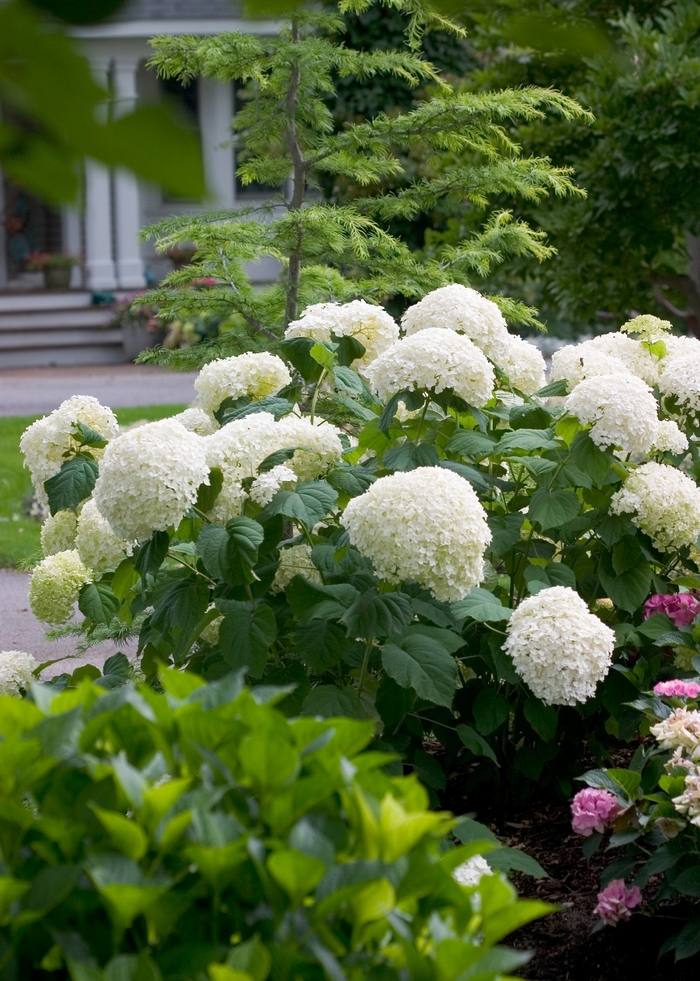 Incrediball&reg; Smooth Hydrangea - Hydrangea arborescens from Milmont Greenhouses