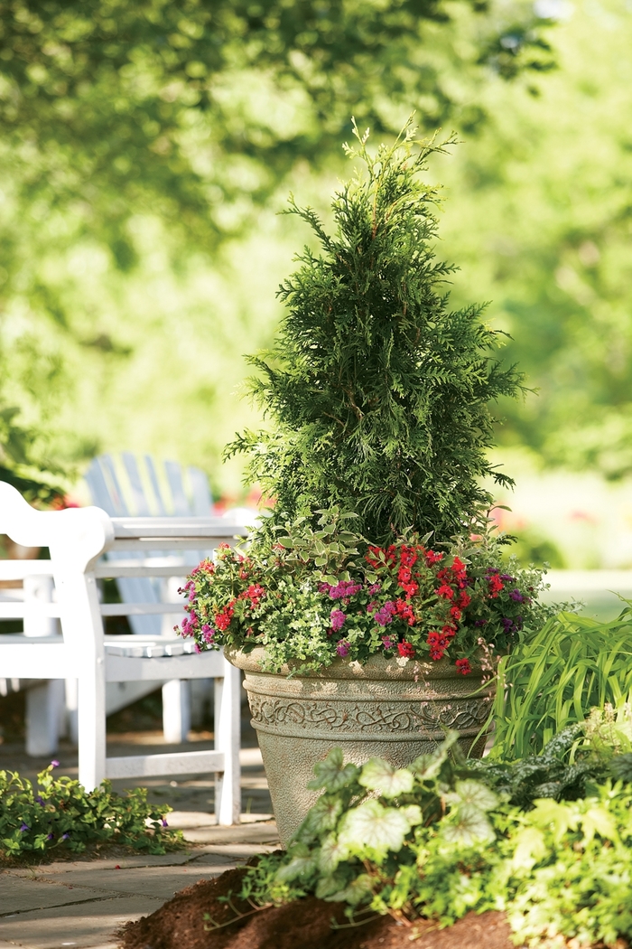 'Spring Grove®' Western Arborvitae - Thuja plicata from Milmont Greenhouses