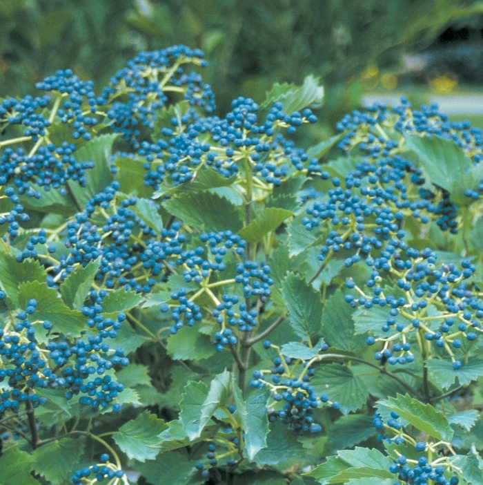 ''Blue Muffin®'' Arrowwood Viburnum - Viburnum dentatum from Milmont Greenhouses ''Blue Muffin®'' Arrowwood Viburnum - Viburnum dentatum from Milmont Greenhouses