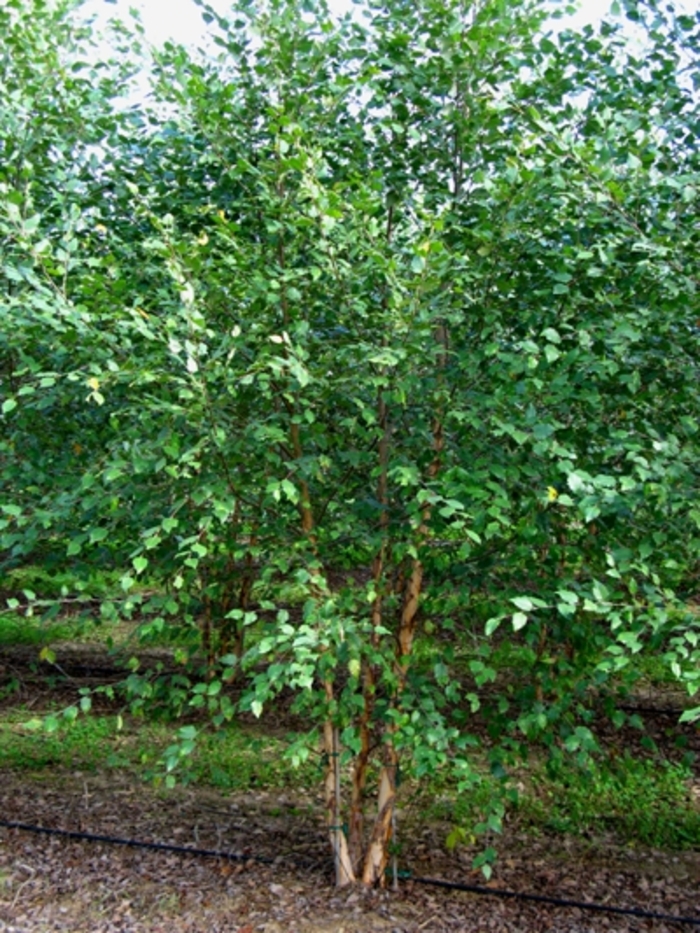 Dura Heat® River Birch - Betula nigra from Milmont Greenhouses