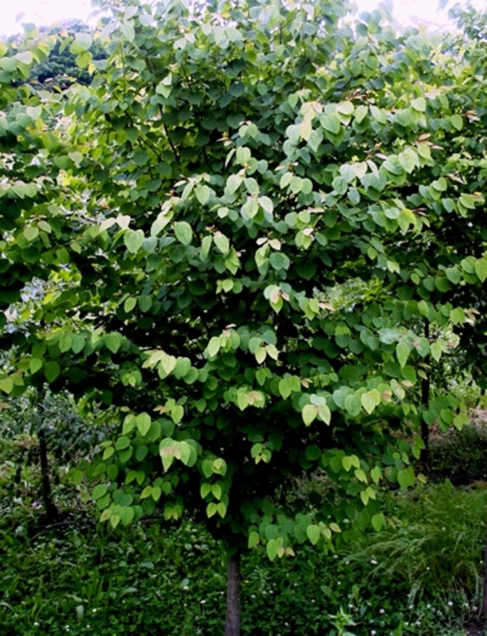 Katsura Tree - Cercidiphyllum japonicum from Milmont Greenhouses Katsura Tree - Cercidiphyllum japonicum from Milmont Greenhouses