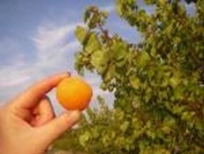 Chinese Apricot - Prunus armeniaca from Milmont Greenhouses