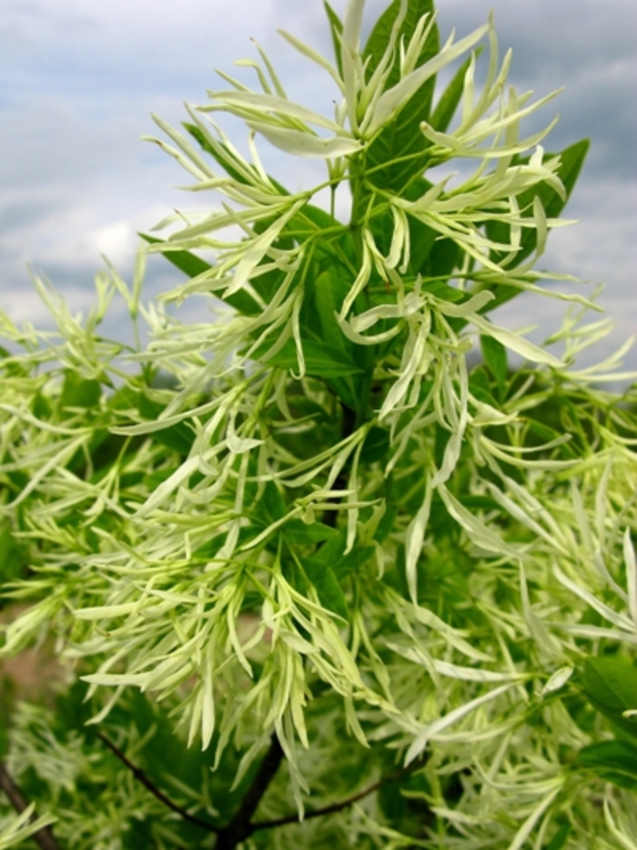 White Fringe Tree - Chionanthus virginicus from Milmont Greenhouses