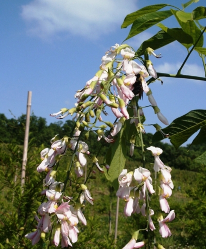 'Perkins Pink' Yellowwood - Cladrastis kentukea from Milmont Greenhouses