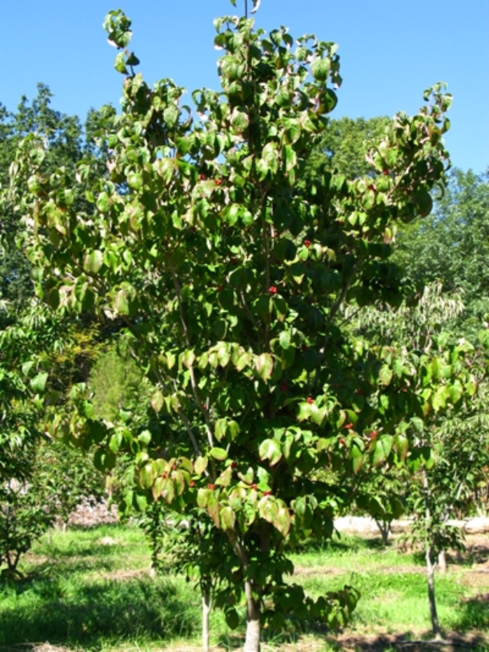 'Cherokee Brave' Flowering Dogwood - Cornus florida from Milmont Greenhouses