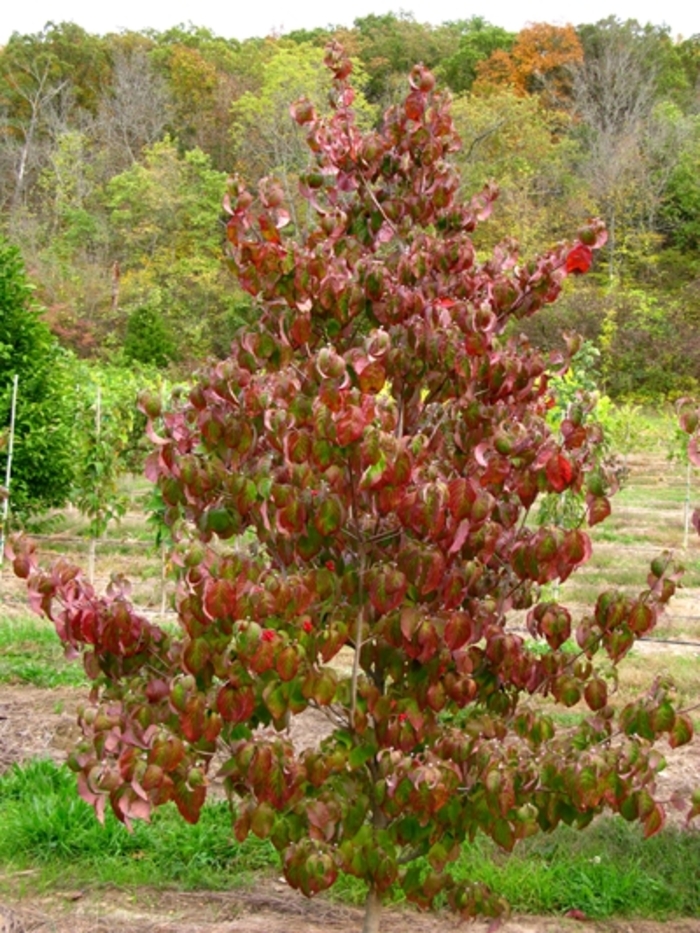 'Cherokee Brave' Flowering Dogwood - Cornus florida from Milmont Greenhouses