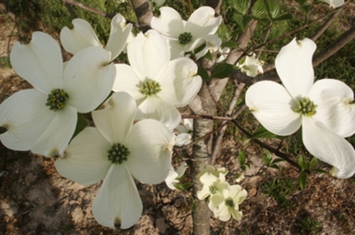 'Cherokee Princess' Dogwood - Cornus florida from Milmont Greenhouses 'Cherokee Princess' Dogwood - Cornus florida from Milmont Greenhouses