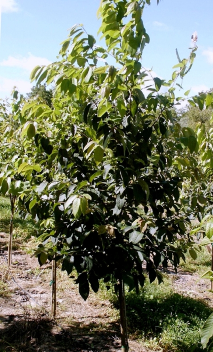 Common Persimmon - Diospyros virginiana from Milmont Greenhouses Common Persimmon - Diospyros virginiana from Milmont Greenhouses