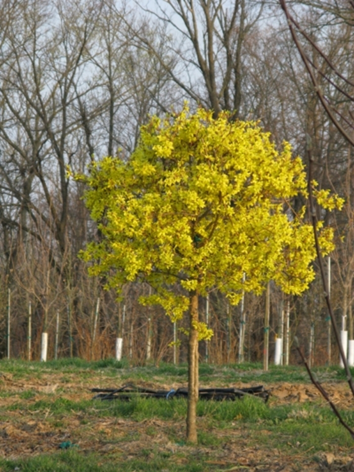 'Spring Glory' - Forsythia x intermedia from Milmont Greenhouses