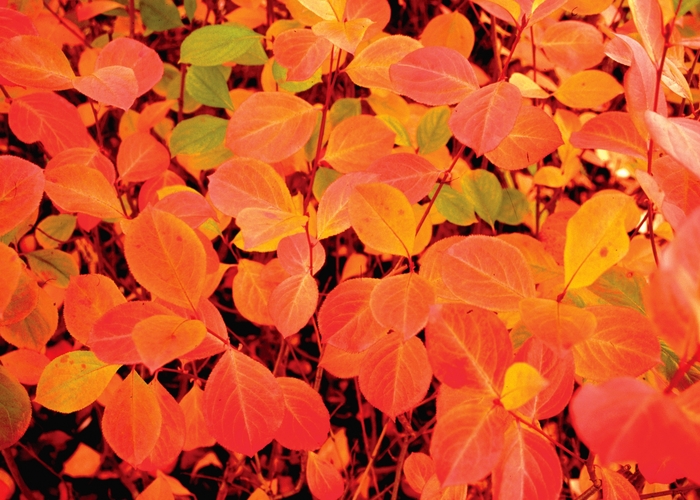 ''Viking'' Black Chokeberry - Aronia melanocarpa from Milmont Greenhouses