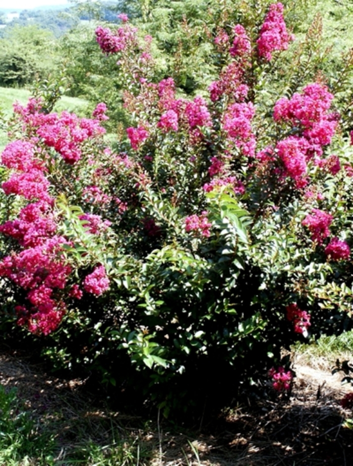 ''Dynamite'' Dynamite Crapemyrtle - Lagerstroemia indica from Milmont Greenhouses
