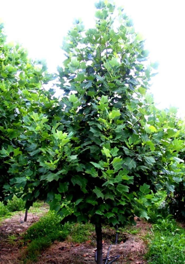 Tulip Poplar - Liriodendron tulipfera from Milmont Greenhouses