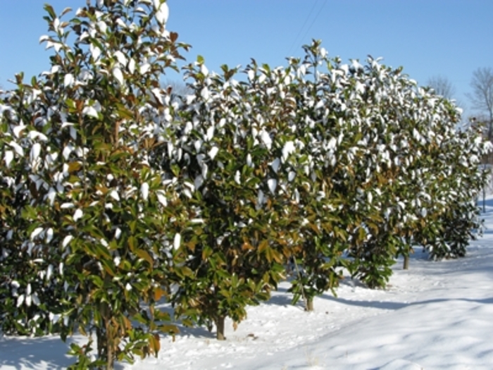 'Bracken's Brown Beauty' - Magnolia grandiflora from Milmont Greenhouses